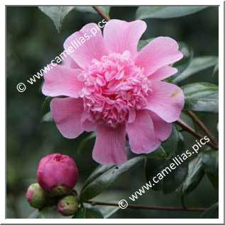 Camellia Hybrid C.x williamsii 'Anemone Frill'