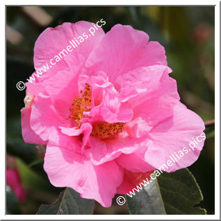 Camellia Reticulata 'L'Ange Bleu '