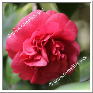 Camellia Japonica 'Anna M. Page'