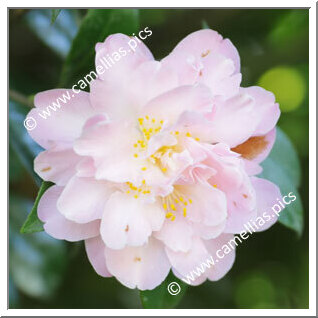 Camellia Hybride 'Annette Carol'