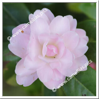 Camellia Hybride 'Annette Carol'