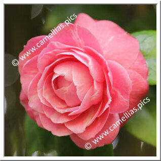 Camellia Japonica 'Antonio Bernardo Ferreira'