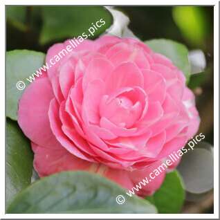 Camellia Japonica 'Antonio Bernardo Ferreira'