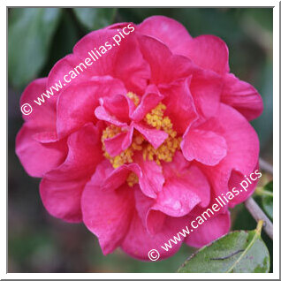 Camellia Hybride C.reticulata 'Arbutus Gum'