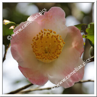 Camellia Japonica 'Asomusume'