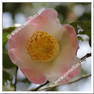 Camellia Japonica 'Asomusume'