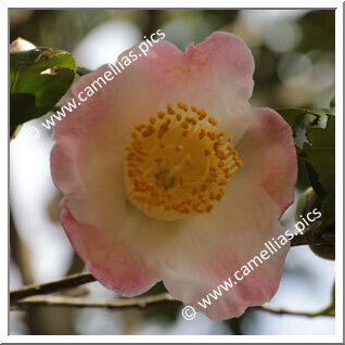 Camellia Japonica 'Asomusume'
