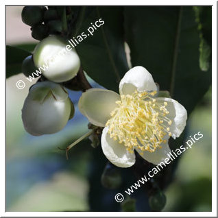 Camellia Botanique C. sinensis var. assamica