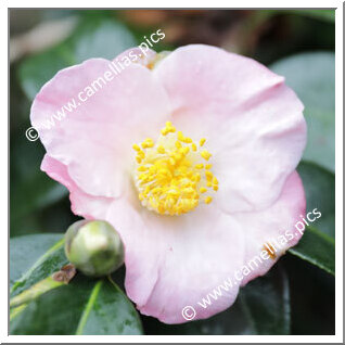 Camellia Hybride 'Autumn Fragrance'