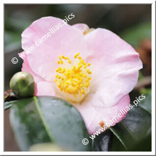 Camellia Hybride 'Autumn Fragrance'