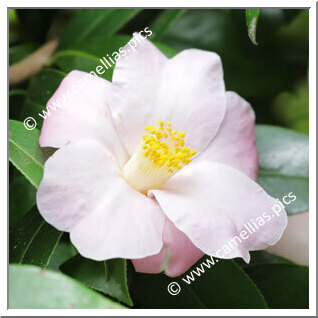 Camellia Hybrid 'Autumn Herald'