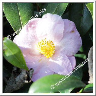 Camellia Hybrid 'Autumn Herald'