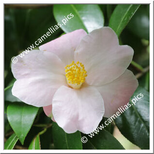 Camellia Hybrid 'Autumn Herald'