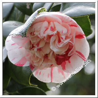 Camellia Japonica 'Awajishima'