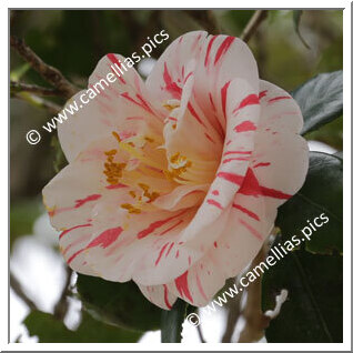 Camellia Japonica 'Awajishima'