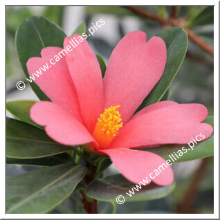 Camellia Botanique C. azalea