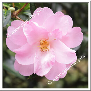 Camellia Hybride C.x williamsii 'Barbara Anne'