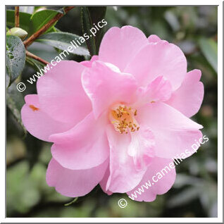 Camellia Hybride C.x williamsii 'Barbara Anne'
