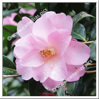 Camellia Hybride C.x williamsii 'Barbara Anne'