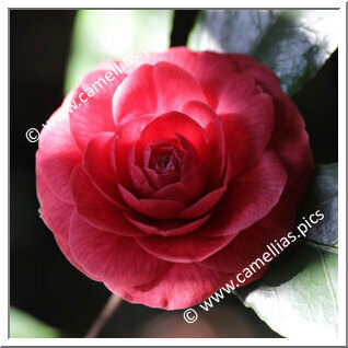 Camellia Japonica 'Beauty of Hornsey'