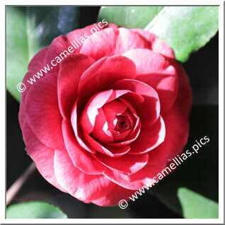 Camellia Japonica 'Beauty of Hornsey'