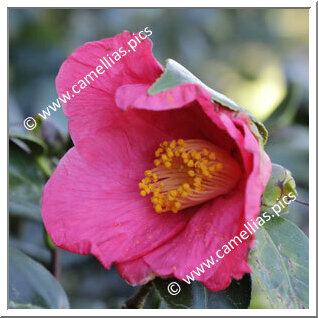 Camellia Japonica 'Beni-hassaku'