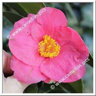 Camellia Japonica 'Beni-hassaku'