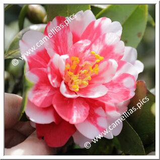 Camellia Japonica 'Benichidori'