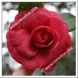 Camellia Japonica 'Benihyûga'