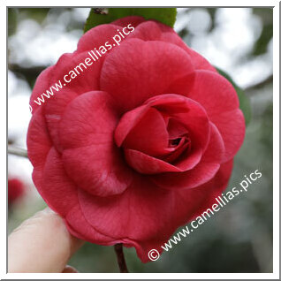 Camellia Japonica 'Benihyûga'