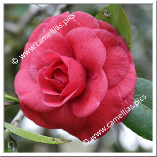 Camellia Japonica 'Benihyûga'