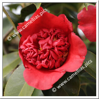Camellia Japonica 'Benikarako'