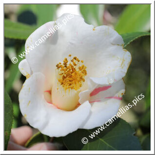 Camellia Japonica 'Benisashi'
