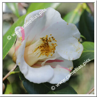 Camellia Japonica 'Benisashi'