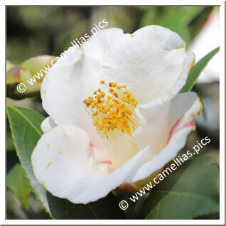 Camellia Japonica 'Benisashi'