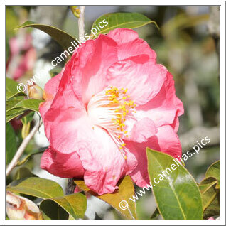 Camellia Hybride 'Bett's Supreme'