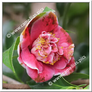 Camellia Hybrid 'Betty Boswell'
