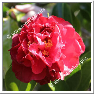 Camellia Hybride C.reticulata 'Bill LaRose'