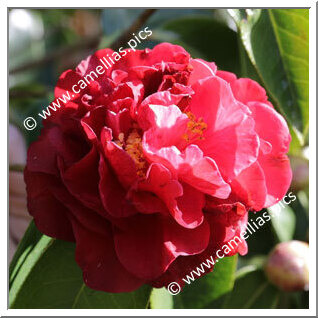 Camellia Hybride C.reticulata 'Bill LaRose'