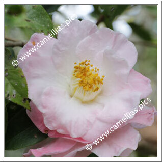 Camellia Hybrid 'Blissful Dawn'