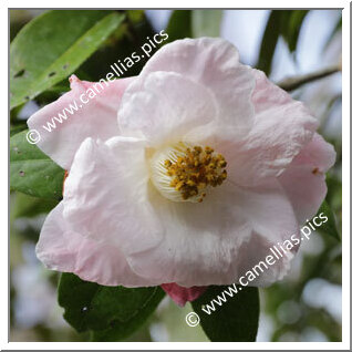 Camellia Hybrid 'Blissful Dawn'