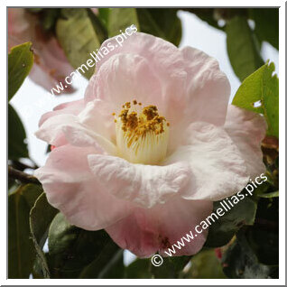 Camellia Hybrid 'Blissful Dawn'