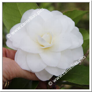 Camellia Japonica 'Blush Purity'