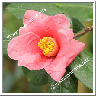 Camellia Species C. brevigyna