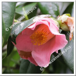 Camellia Hybride 'Brianna Bines'