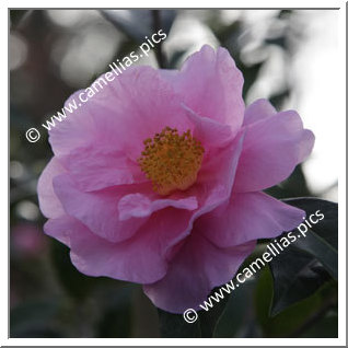 Camellia Hybrid 'California Sunrise'