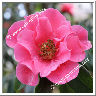 Camellia Reticulata 'Cambria'