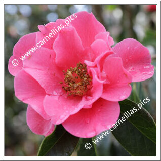 Camellia Reticulata 'Cambria'