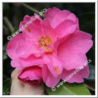Camellia Hybrid C.x williamsii 'Celebration '