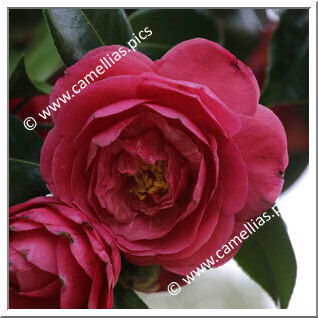 Camellia Japonica 'Cereixa de Tollo'